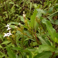 Knoxia spicata (Thwaites ex Trimen) Ridsdale